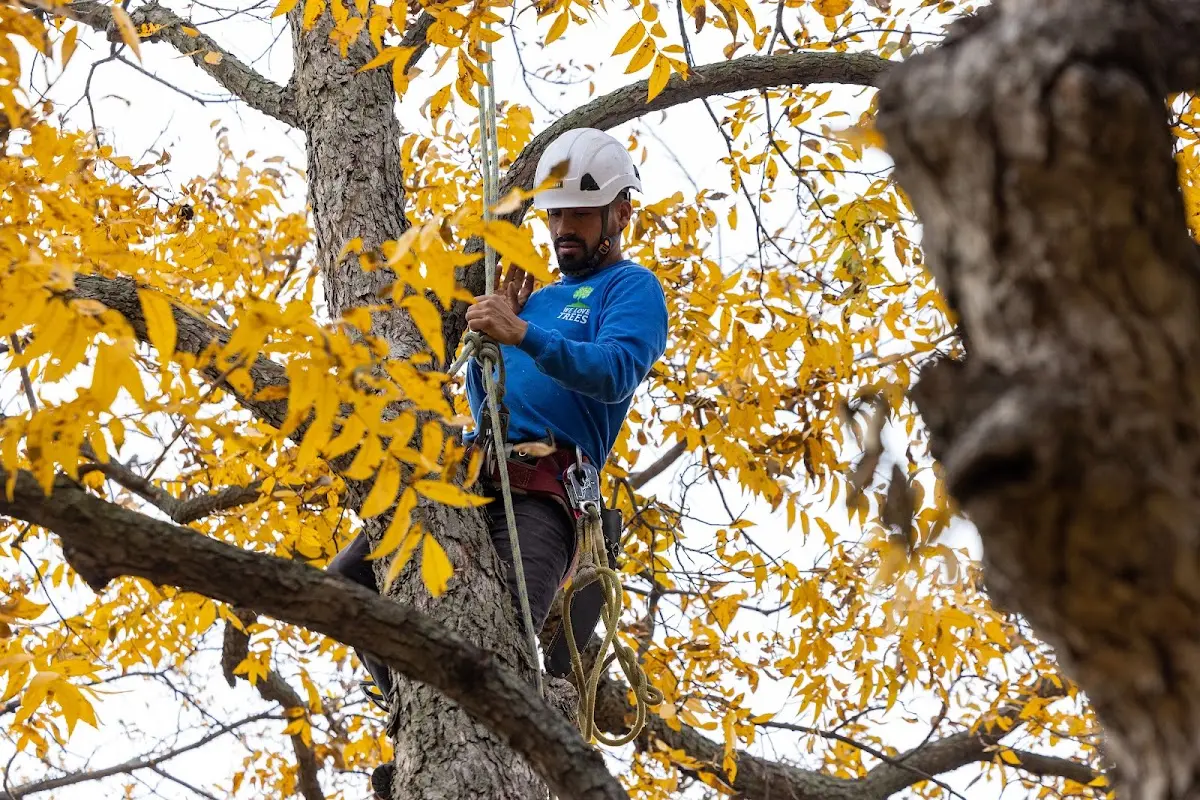 Skilled Tree Pruning crew working in Litchfield