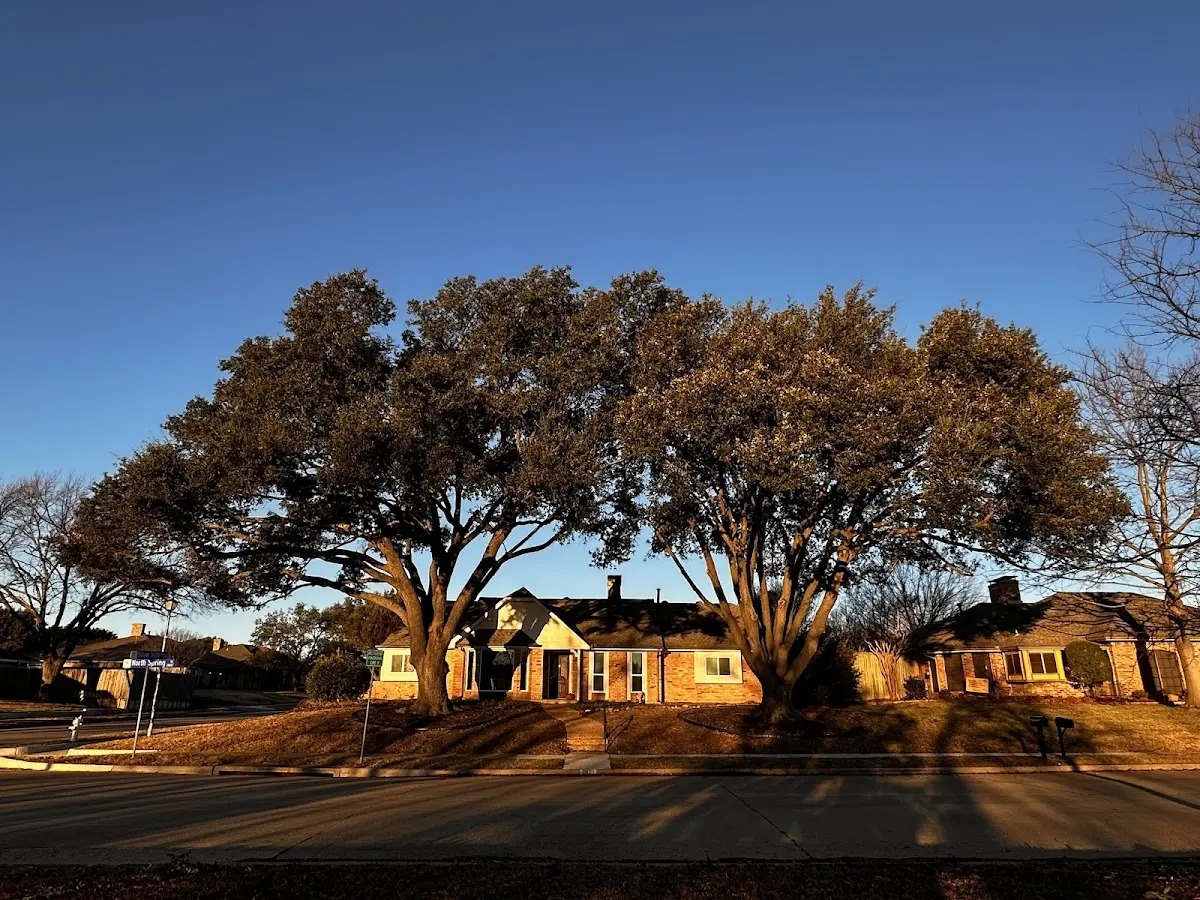 Established residential canopy tree shading a home in Litchfield